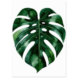 Watercolor illustration of a Monstera deliciosa leaf with characteristic split lobes and fenestrations against a white background.