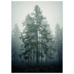 Misty Pine Forest Wall Art Print - Foggy Evergreen Trees Moody Nature Photography