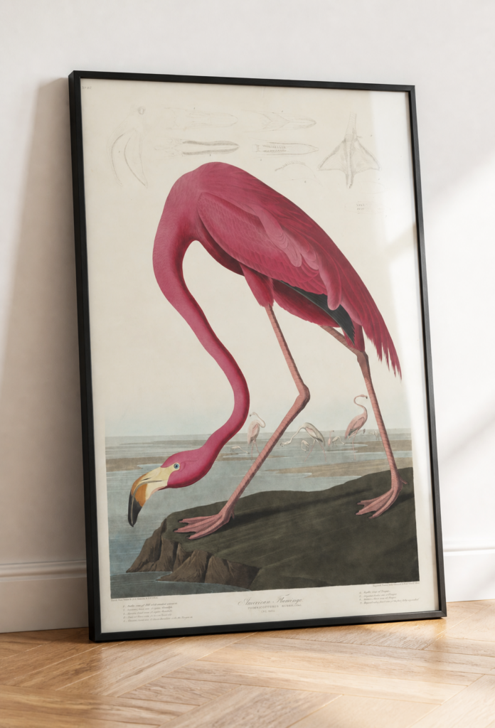 American Flamingo by John James Audubon - Vintage Bird Illustration Art Print