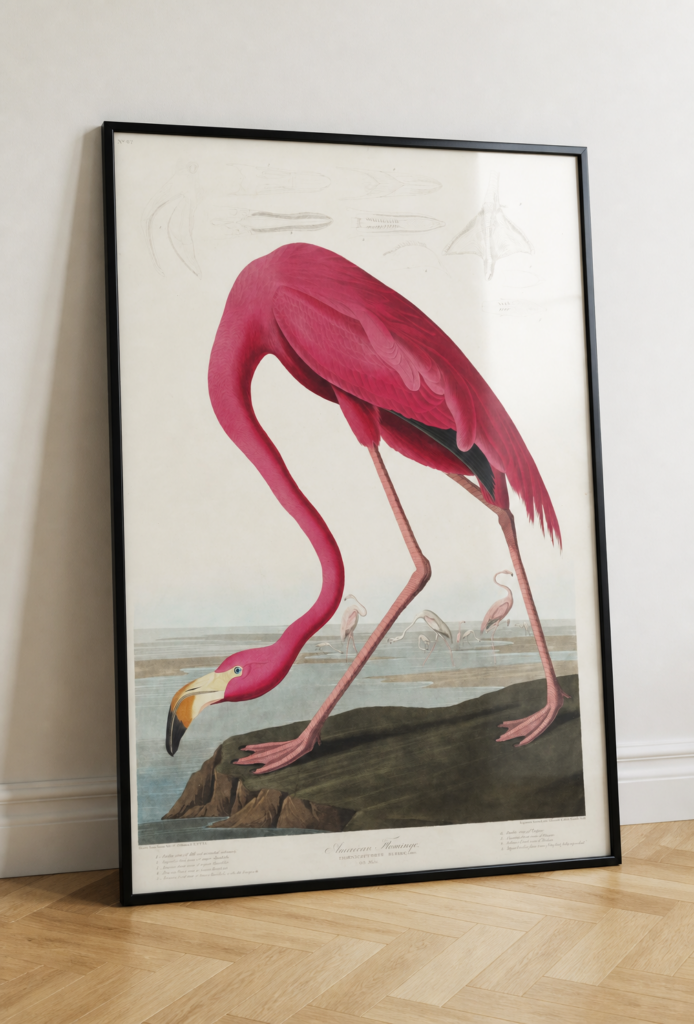 American Flamingo by John James Audubon - Vintage Bird Illustration Art Print
